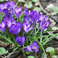 Москва. Аптекарский огород. Апрель. :: Наташа *****