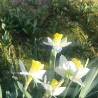 Нарциссы :: Елена Семигина