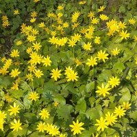 Весенний ковер :: Елена Семигина