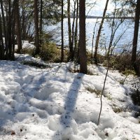 Весна в лесу :: Ольга 