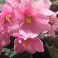 Розовая нежность :: Елена Семигина