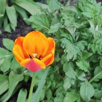 ,,, :: Сергей Тимоновский