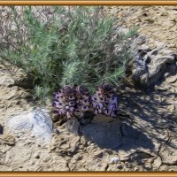 Степные :: Анатолий Чикчирный