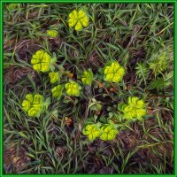 Цветы :: Анатолий Чикчирный