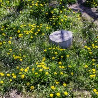 Пенёк :: Анатолий Чикчирный