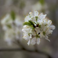 вишня :: Sergey Gorelov