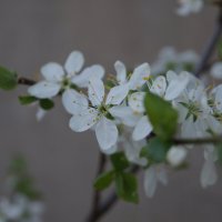 Вишня :: Глеб 