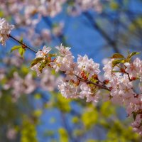 Цветущий апрель... :: Владимир Жданов Цветущий апрель... :: Владимир Жданов
