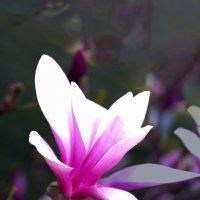 Магнолия в свенском саду :: Евгений 