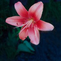 Лилия свенского сада :: Евгений Лилия свенского сада :: Евгений