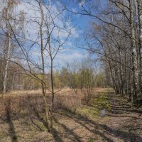 На опушке... :: Владимир Жданов