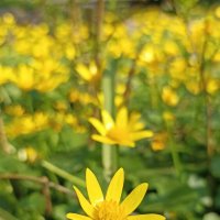 Союз жёлтых. :: Pippa 