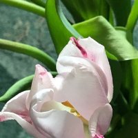 Весна продолжается! :: Татьяна Юрасова