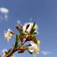 Вишенка без торта. :: Игорь Родионов