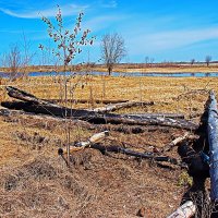 Лет 30 назад здесь полыхал лесной пожар! :: Владимир Лет 30 назад здесь полыхал лесной пожар! :: Владимир