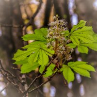 Листья каштана :: Игорь Сикорский