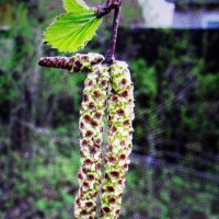 Серёжки на берёзе :: Людмила Смородинская