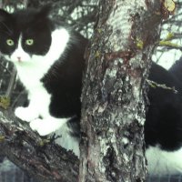 Мой верхолаз :: Людмила Смородинская