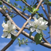 апрельское, белое :: Елена Шаламова апрельское, белое :: Елена Шаламова