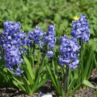 Гиацинты :: Татьяна Тюменка