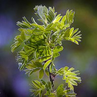 Весеннее :: Владимир Кроливец