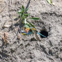 золотистые щурки. :: юрий макаров