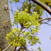 *** :: Фёдор Меркурьев