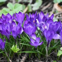 Москва. Аптекарский огород. Апрель. :: Наташа *****