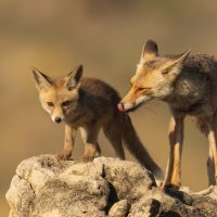 *** :: Евгений Фруман