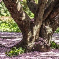 Sakura :: Коля Лукашов
