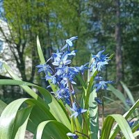 Весеннее разноцветье :: Pippa Весеннее разноцветье :: Pippa