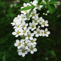 Спирея серая :: Рита Симонова