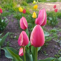 Весна :: Татьяна Пальчикова Весна :: Татьяна Пальчикова