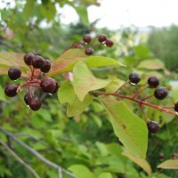 После дождя :: Anna Ivanova После дождя :: Anna Ivanova