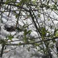 И снег, и зелень :: Дмитрий Никитин И снег, и зелень :: Дмитрий Никитин