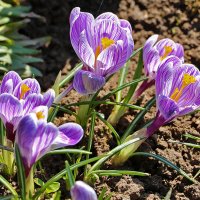 Полосатые красавцы :: Светлана 