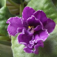 Фиалка :: Freddy 97