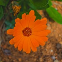 календула :: Giant Tao / календула :: Giant Tao /