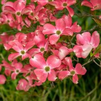 Апрельская радость... :: Николай Гирш Апрельская радость... :: Николай Гирш