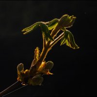 Каштан :: Александр Тарноградский