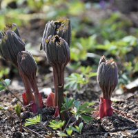 Москва. Ботанический сад МГУ. Апрель. :: Наташа ***** Москва. Ботанический сад МГУ. Апрель. :: Наташа *****