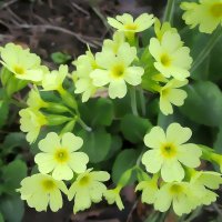 Солнечная примула. :: Ольга Довженко