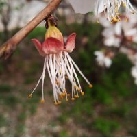 вишня отцвела :: Елена Шаламова вишня отцвела :: Елена Шаламова