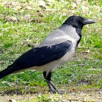 Серая ворона :: Фёдор Меркурьев Серая ворона :: Фёдор Меркурьев