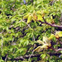 Каштан :: Фёдор Меркурьев Каштан :: Фёдор Меркурьев