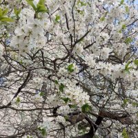 Вишневый апрель :: Елена Семигина Вишневый апрель :: Елена Семигина