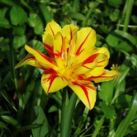 Тюльпан :: Рита Симонова