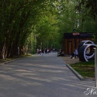 Тенистая аллея. :: Наталья Вязигина