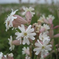 Смолёвка/дрёма/хлопушка :: Anna Ivanova