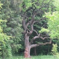 Дуб летом :: Надежда 